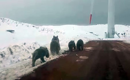 Karla kaplı tepede ayı ailesi görüntülendi