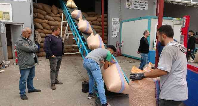 TMO’nun fındık alımları 31 Aralık tarihine kadar devam edecek