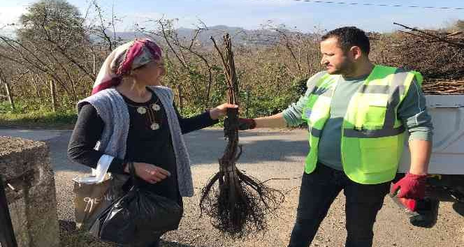 Altınordu’da üreticilere 100 bin adet ceviz fidanı