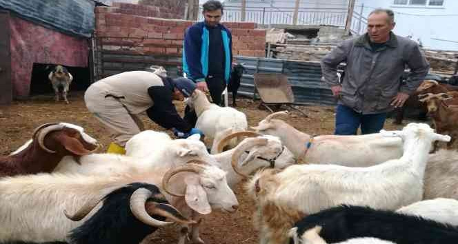 Gediz’de küçükbaş hayvanlara çiçek aşısı