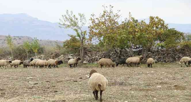 ’Bir Sürü Nedenim Var’ projesiyle hayvan sahibi oldu