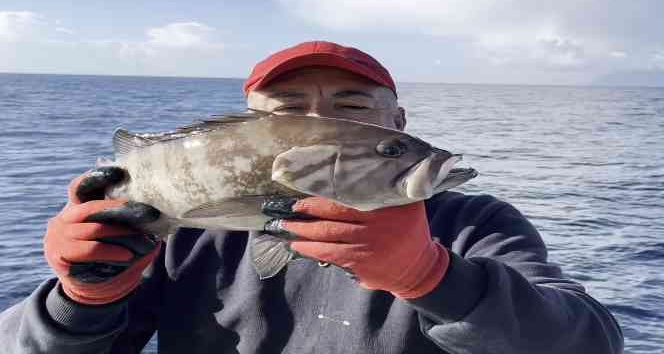 50 yıl sonra ilk kez Kuzey Ege’de görüldü