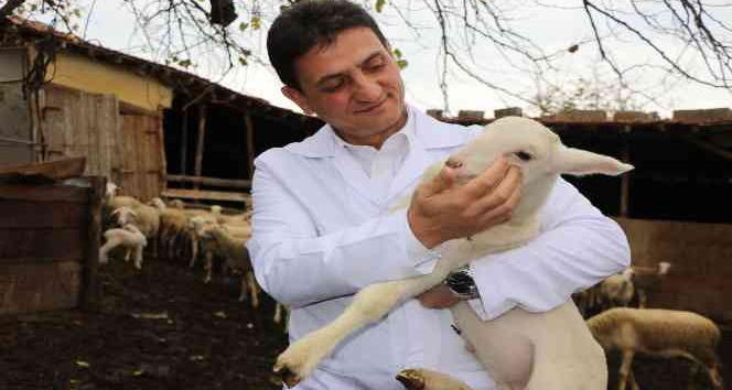 ’Yalova kıvırcığı koyunu’ yetiştiricisinin yüzünü güldürüyor