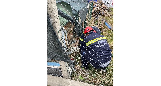 Kafası çitlere sıkışan yavru köpeği itfaiye kurtardı