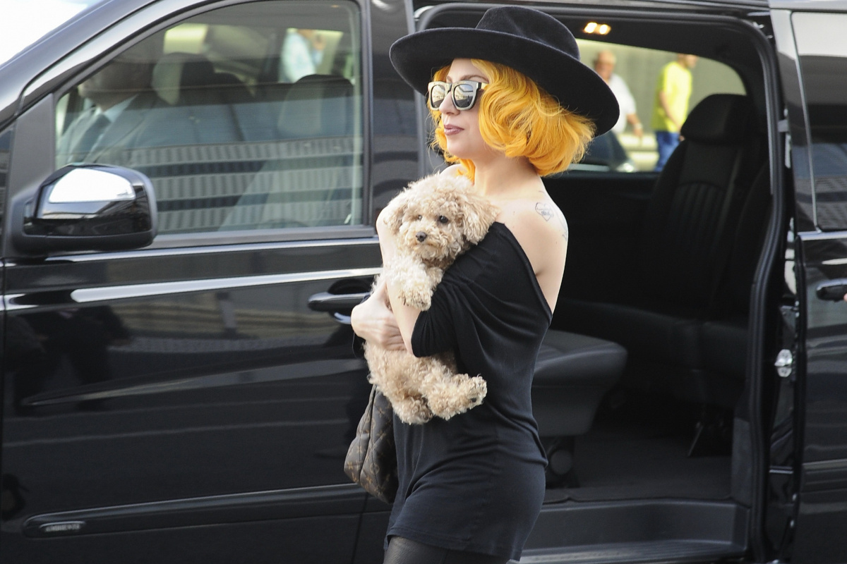 Lady Gaga&#039;nın köpeklerini kaçıran saldırgana 21 yıl hapis cezası