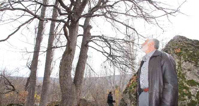 Türkiye’nin en büyük fındık ağacı Giresun’da