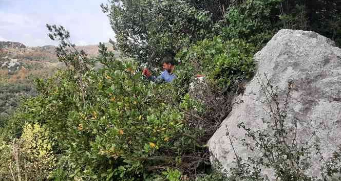 Ormanın definesi "Defne" de hasat zamanı