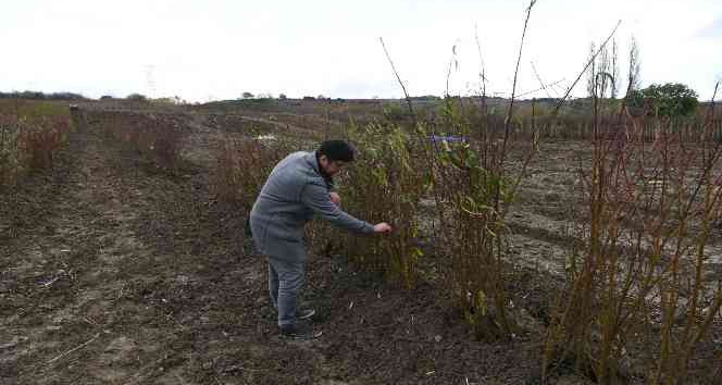 Coğrafi işaret tescilli Lapseki şeftalisinin fidanı da ihraç ediliyor