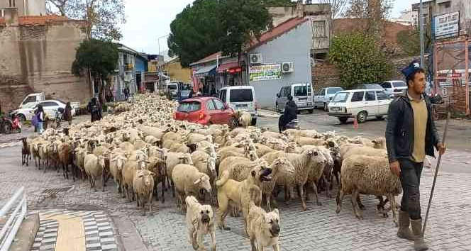 Kent merkezinden geçen koyun sürüsü ilginç görüntü oluşturdu