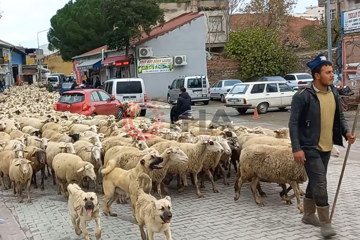 Kent merkezinden geçen koyun sürüsü ilginç görüntü oluşturdu