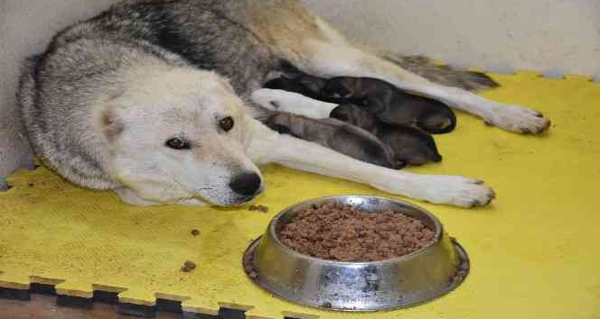 Siirt’te çöp konteynerine atılan 9 köpek yavrusu ve anneleri koruma altında