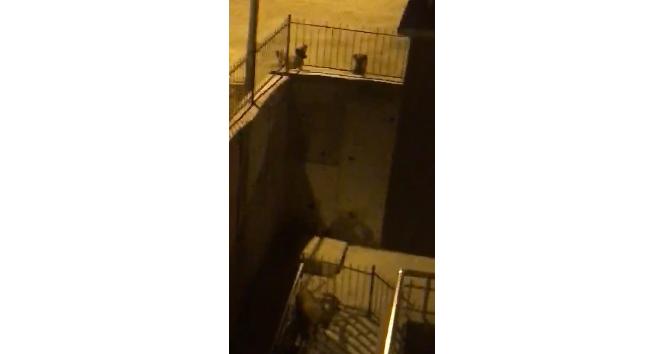 Tunceli’de köpeklerden kaçan dağ keçisi bina bahçesine sığındı