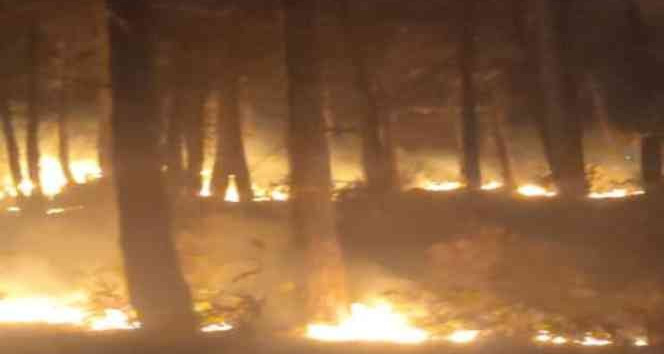 Osmaniye’de orman yangını