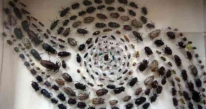 Böcek müzesinde 4 bin böcek türü sergileniyor