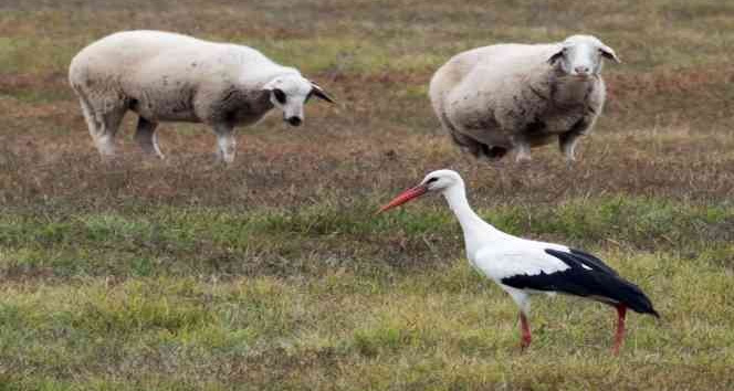 Yalancı bahara aldanan leylek göçmeyi unuttu