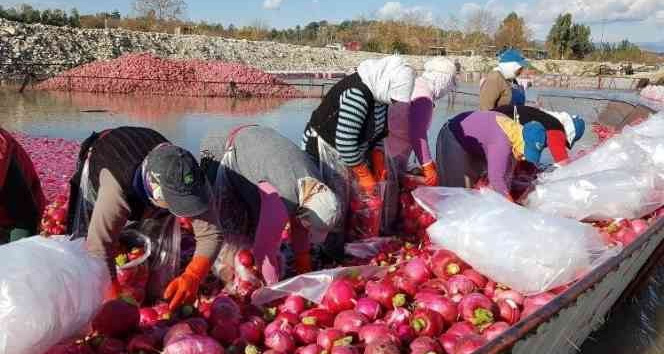 "Kırmızı altın" turp hasadı başladı