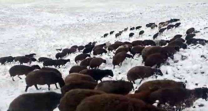 Iğdır’ın yüksek kesimlerine kar yağdı