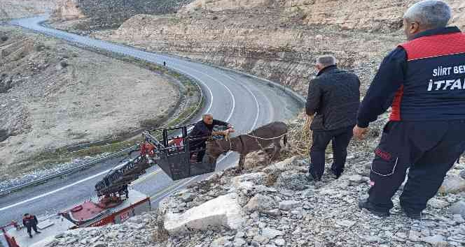 Siirt’te 5 gündür kayalıklarda mahsur kalan eşek itfaiye ekiplerince kurtarıldı