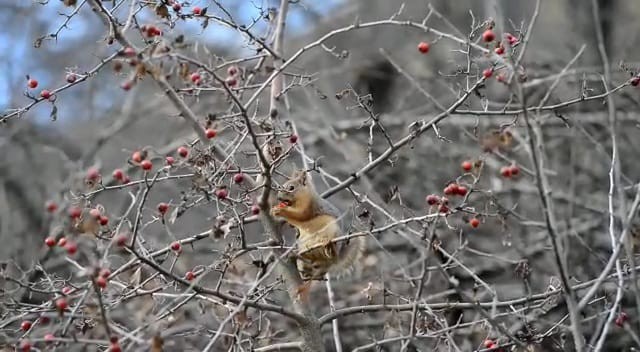 Sevimli sincap alıç yiyerek karnını doyurdu