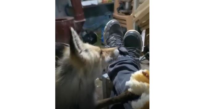 Tunceli’de arıcı ile tilkinin sevimli dostluğu