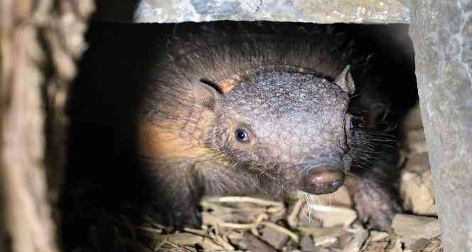 Türkiye’nin ilk armadillo yavrusu 3 buçuk ay önce dünyaya gözlerini açtı