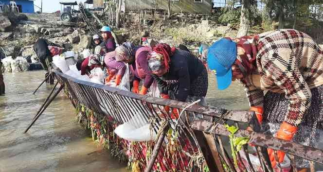 Yarım metre suda turp işçisi kadınların ekmek mücadelesi