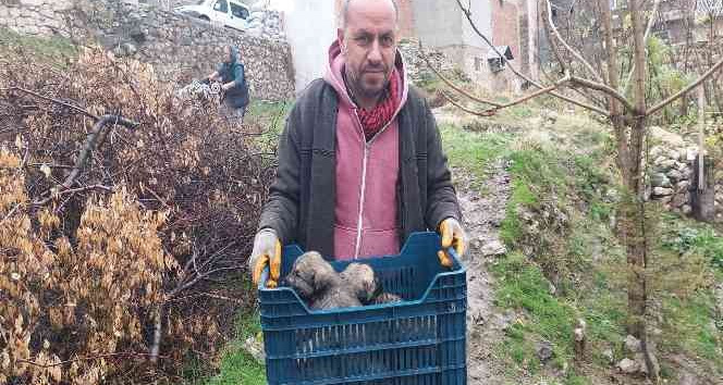 Tarihi hamamda mahsur kalan 5 yavru köpek, belediye ekiplerince kurtarıldı