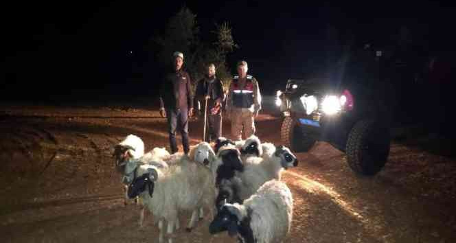 Kaybolan koyunları jandarma buldu