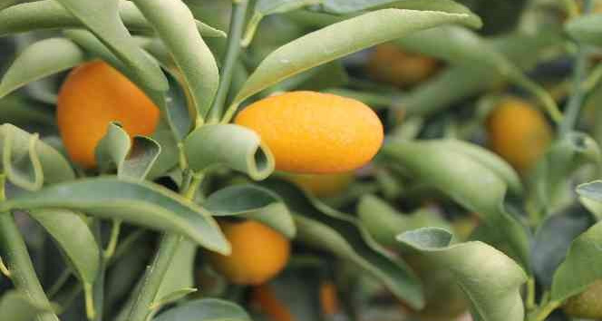 Kumkuat meyve fidanına talep arttı