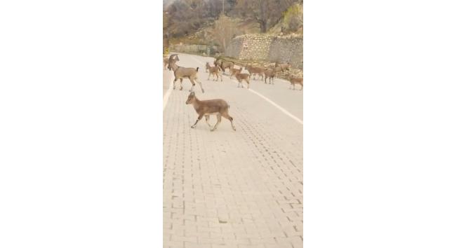 Çemişgezek’te yaban keçileri sürü halinde ilçe merkezine indi