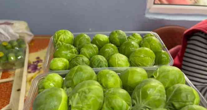 Bursa’nın İznik ilçesinde sezonda 12 bin ton Brüksel lahanası ihraç ediliyor