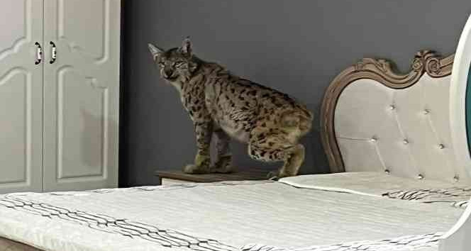 Vaşak mobilya mağazasına girerse...