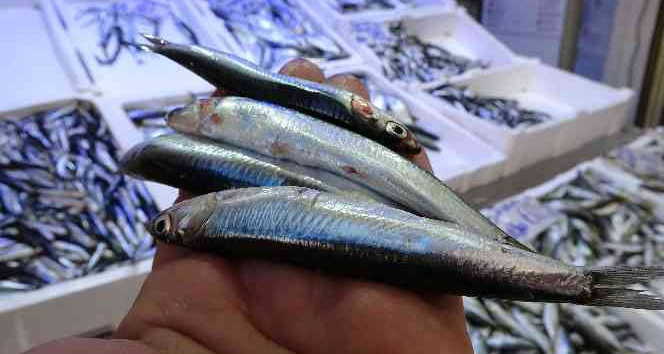 Profesörden "Karadeniz’de hamsi avcılığı yasaklansın" çağrısı