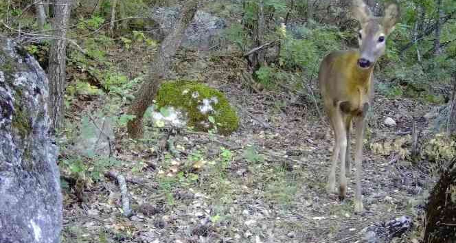 Tokat’ta vahşi yaşam fotokapana yansıdı