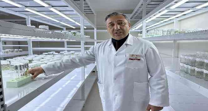 Niğde’de 10 adet yerli patates çeşidi geliştirildi