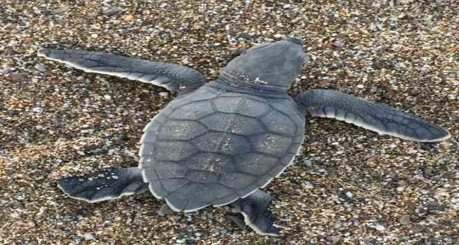 Gazipaşa’da caretta caretta yavruları yumurtadan çıkıp denizle buluştu