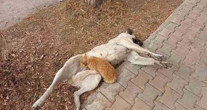 Tunceli’de sokak köpeği, kediyi emzirdi