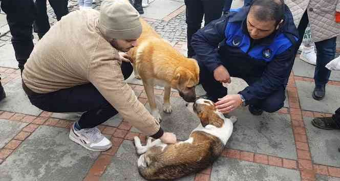 Köpek kazada yaralan arkadaşının yanından ayrılmadı