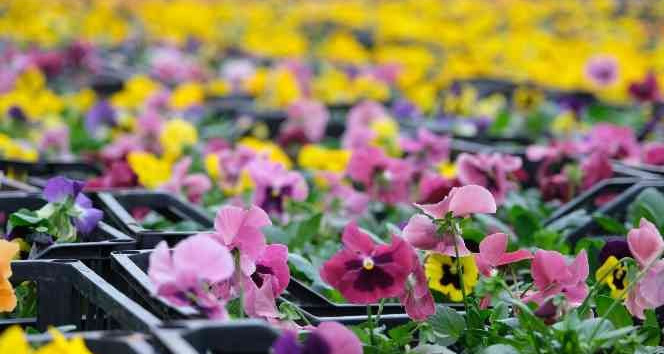 EXPO 2023, her mevsim Kahramanmaraş’ı rengarenk yapacak