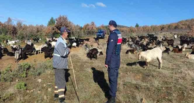 Yalova’da kaybolan küçükbaş hayvan sürüsünü jandarma buldu