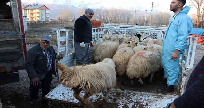 Tunceli’de 16 üreticiye 400 koyun dağıtıldı