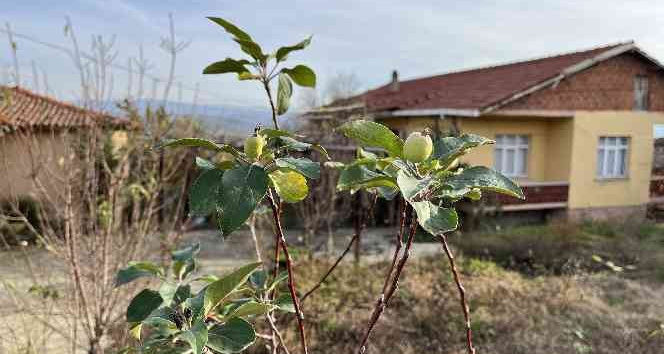 Çanakkale’de elma ağacı 2’nci kez meyve verdi
