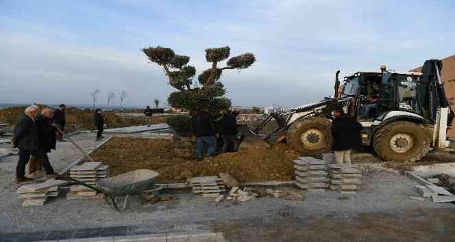 Lapseki’de Millet Bahçesine 350 yıllık zeytin ağacı dikildi
