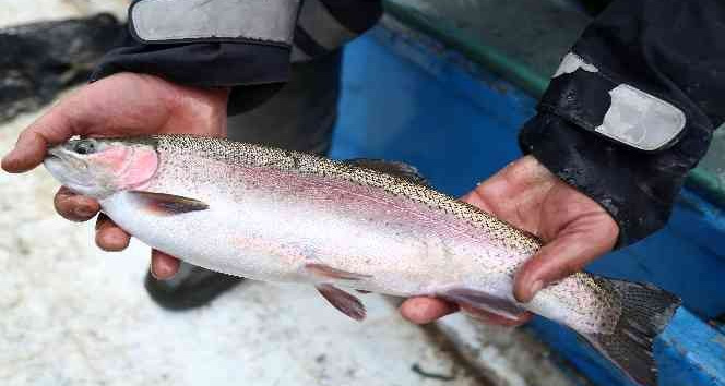 Denizi olmayan şehirden binlerce ton balık ihraç ediliyor