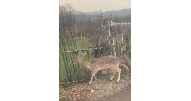 Biga’da karaca köye indi