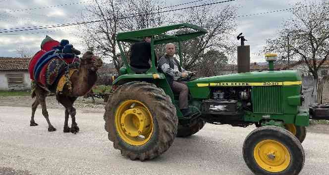 Devesini güreşlere traktör ile antrenman yaptırarak hazırlıyor