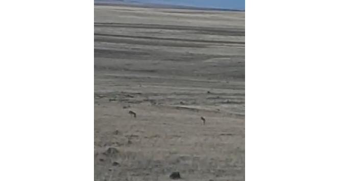 Kars’ta kurtlar yol kenarına indi