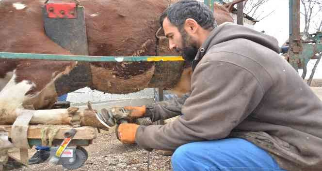 Hayvanlara ’Nalbulans’ ile manikür-pedikür bakımı