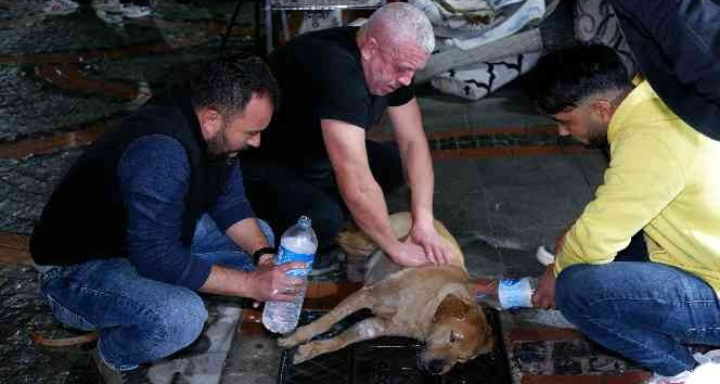 Gözyaşlarına hakim olamadılar: Köpeğin yaşaması için dakikalarca kalp masajı yaptılar