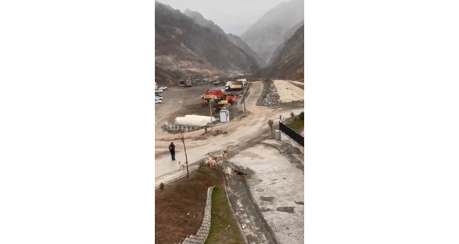 Başıboş köpekler yeni kurulan ilçe merkezinde de tehlike saçıyor